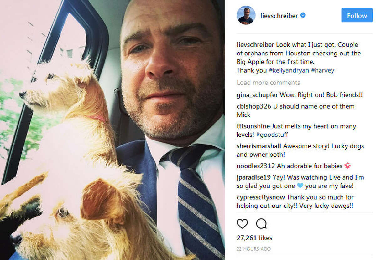 Liev Schreiber, the star of TV's "Ray Donovan" and the Oscar-winning "Spotlight" has adopted two puppies that were displaced by Hurricane Harvey in Texas. (Photo: Liev Schreiber on Instagram) See how Houston animals reacted to Houston's recent hurricane adventure..