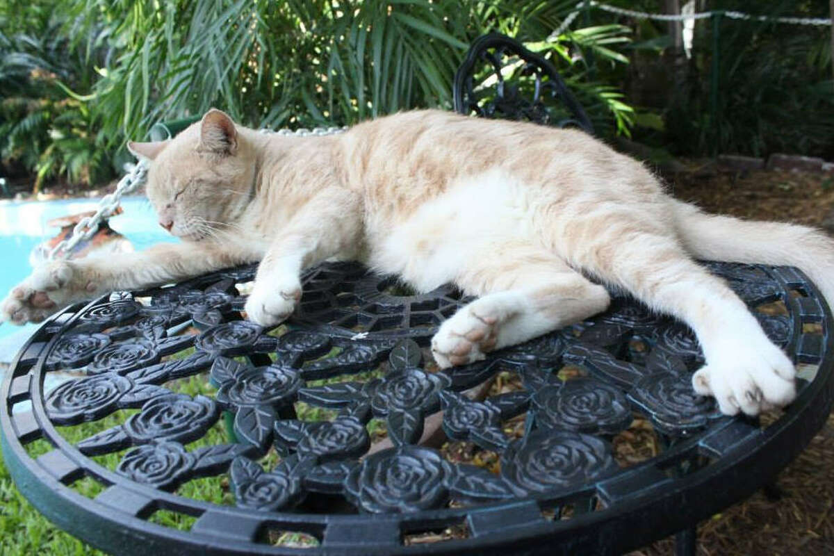 Cats At Ernest Hemingway Home In Key West To Weather Hurricane Irma