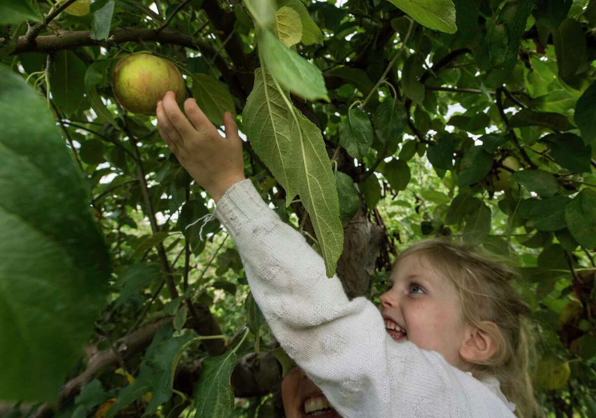 Brigid Breen, 4, gets a lift from her mom Meghan Breen to grab an apple from a high branch while apple picking with her family at the Indian Ladder Farms on Thursday, Sept. 7, 2017, in Altamont, N.Y. (Skip Dickstein/Times Union)