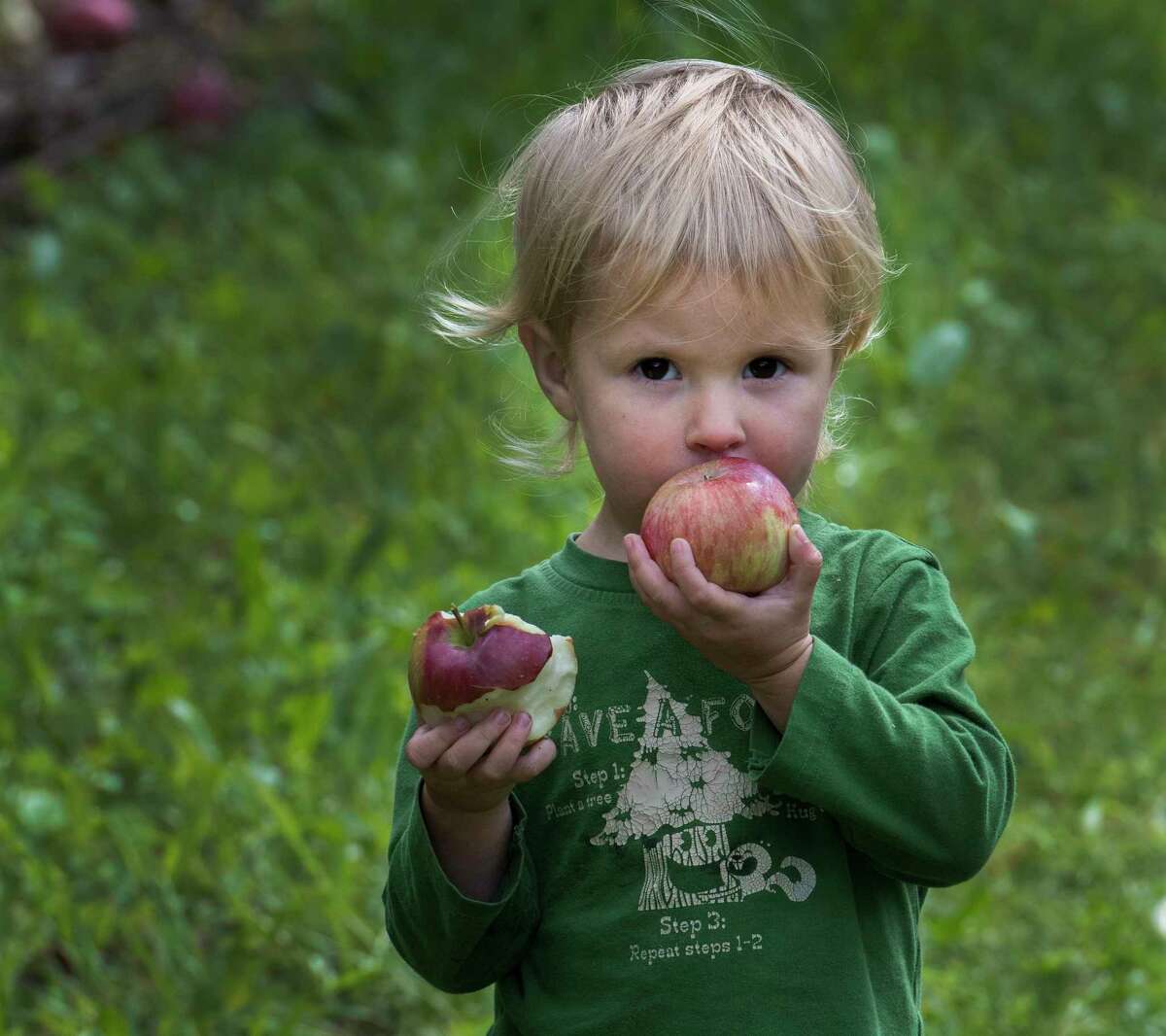 Nora Breen, 3, seems to be having a tough time figuring out which apple to eat first while apple picking with her family at the Indian Ladder Farms on Thursday, Sept. 7, 2017, in Altamont, N.Y. (Skip Dickstein/Times Union)