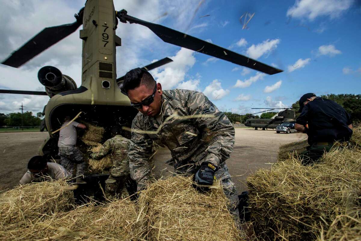 Volunteers and members of the Texas Army National Guard pack Chinook helicopters full of hay to deliver to cattle stranded by Tropical Storm Harvey Tuesday, Sept. 5, 2017 at Hamshire-Fannett High School in in Hamshire. The 2-149th general support aviation battalion has delivered more than 75,000 pounds of hay to flooded ranches since Monday. ( Michael Ciaglo / Houston Chronicle)