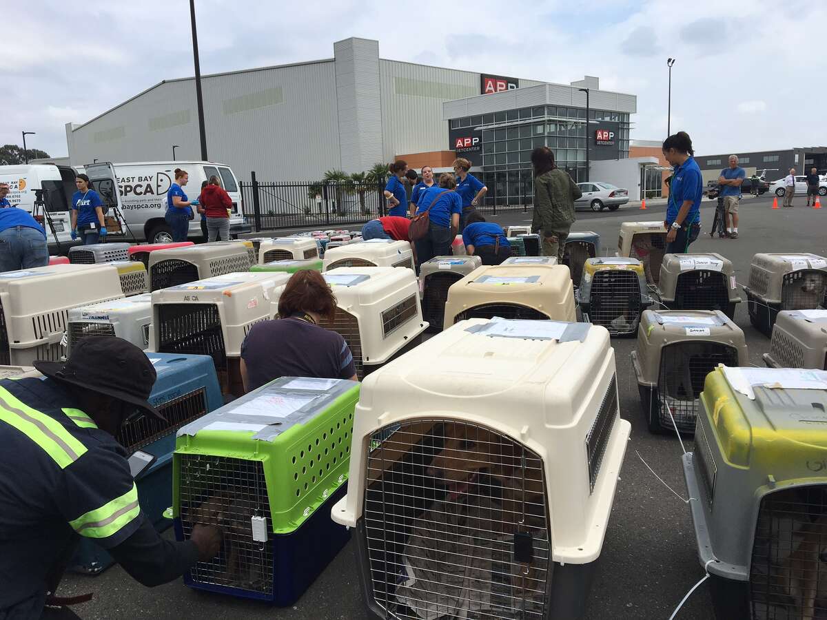 Dogs, cats fleeing Hurricane Irma arrive in the Bay Area searching for ...