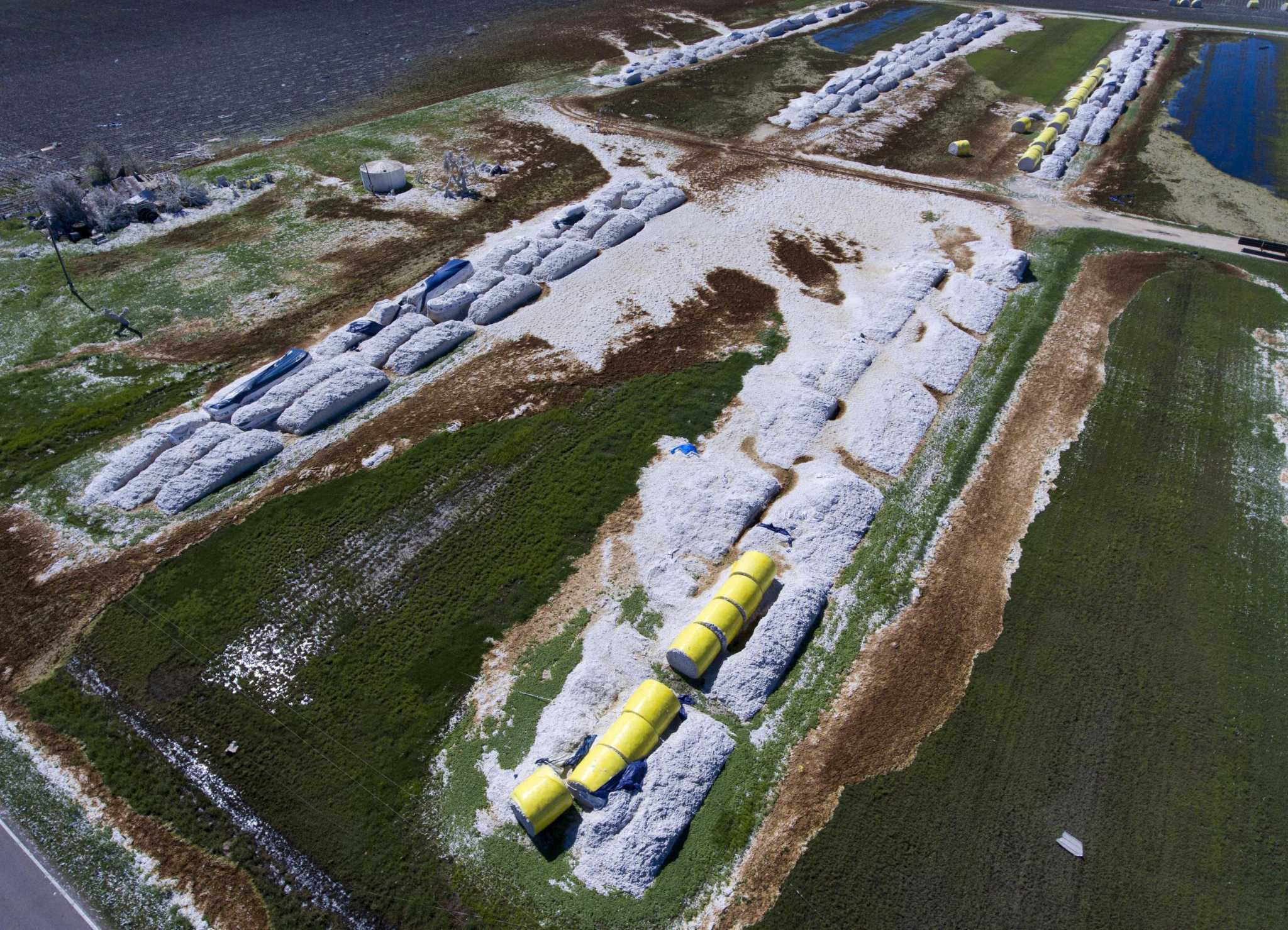 Harvey's bitter harvest