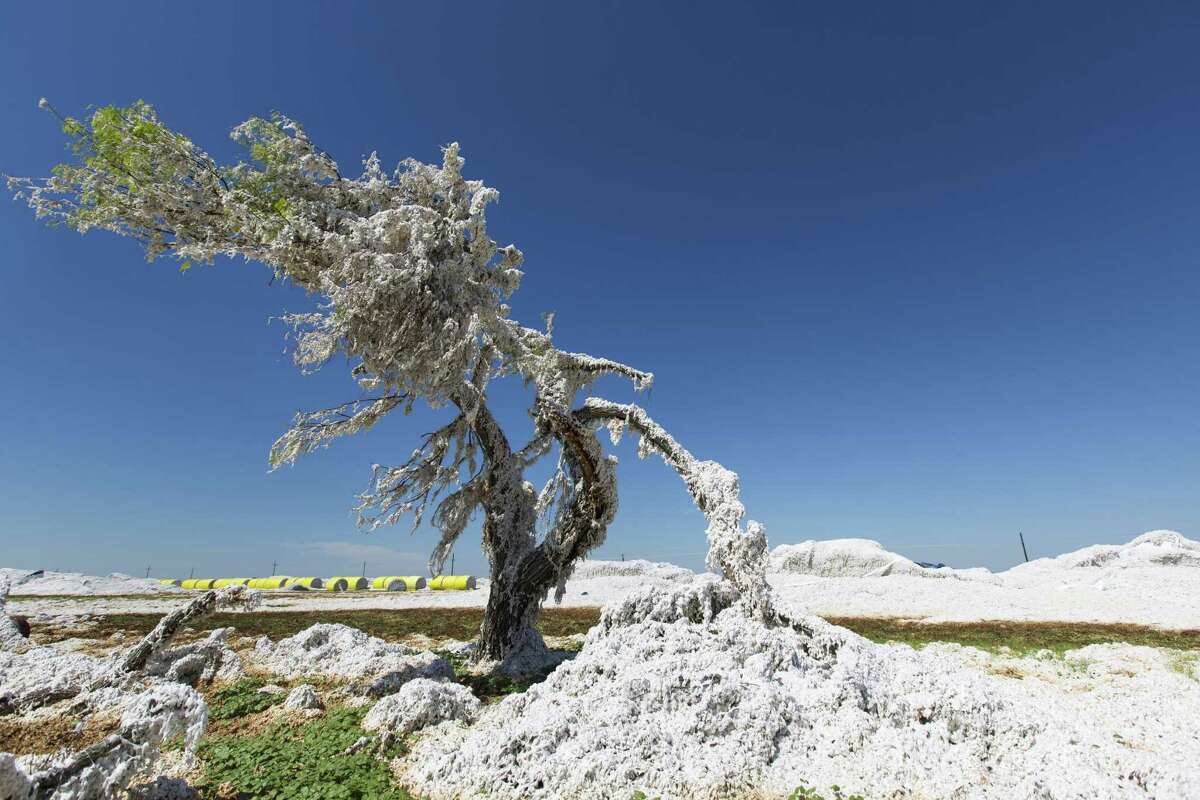 Cotton blown loose by Hurricane Harvey winds from modules near the Bayside-Richardson Co-Op Gin in Woodsboro look like snow coating a tree Thursday Sept. 7, 2017. Wind and flood waters damaged much of the area's cotton crop in a year that many people in the cotton industry said was bordering on a record crop.