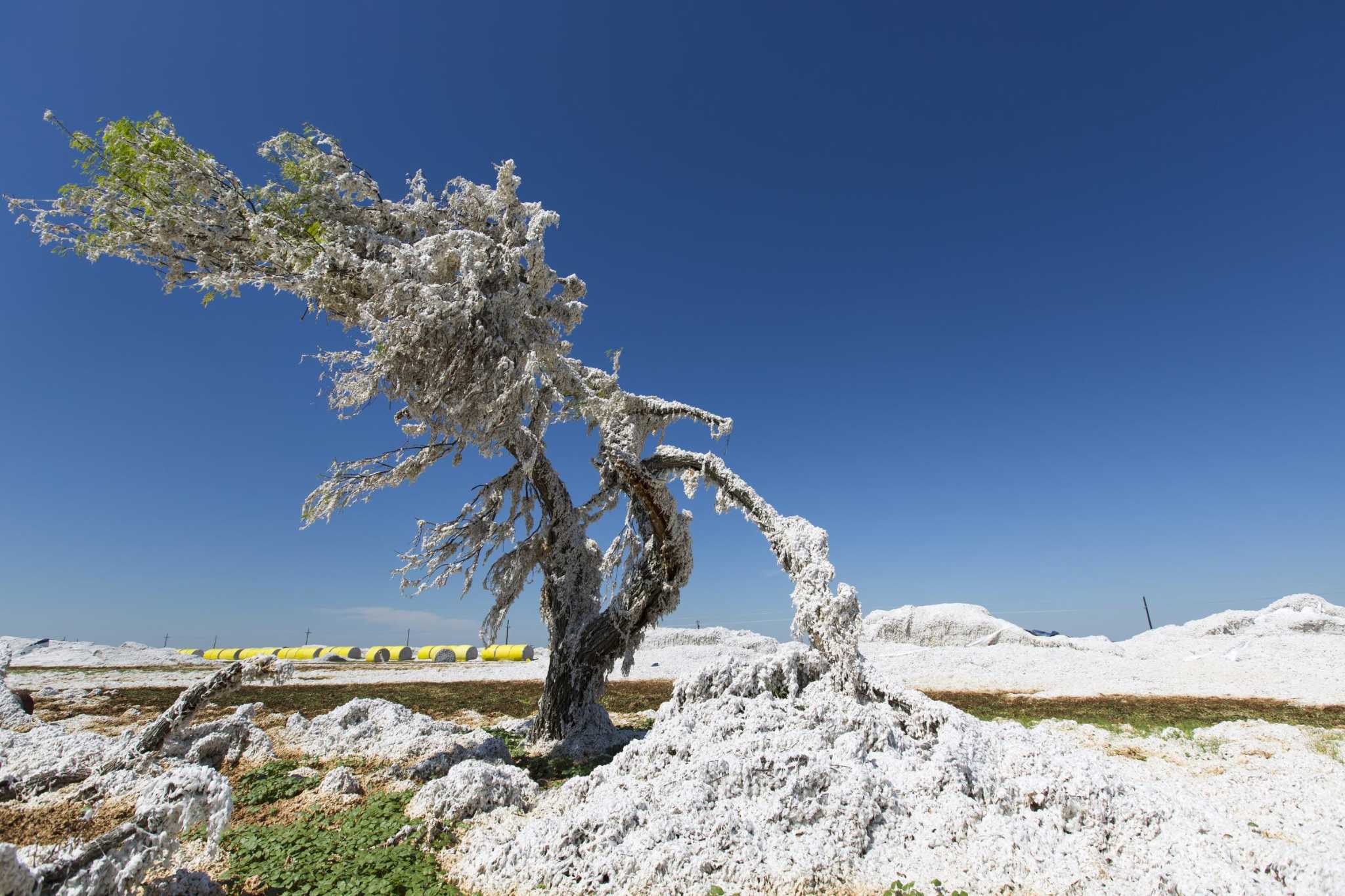 Harvey's bitter harvest