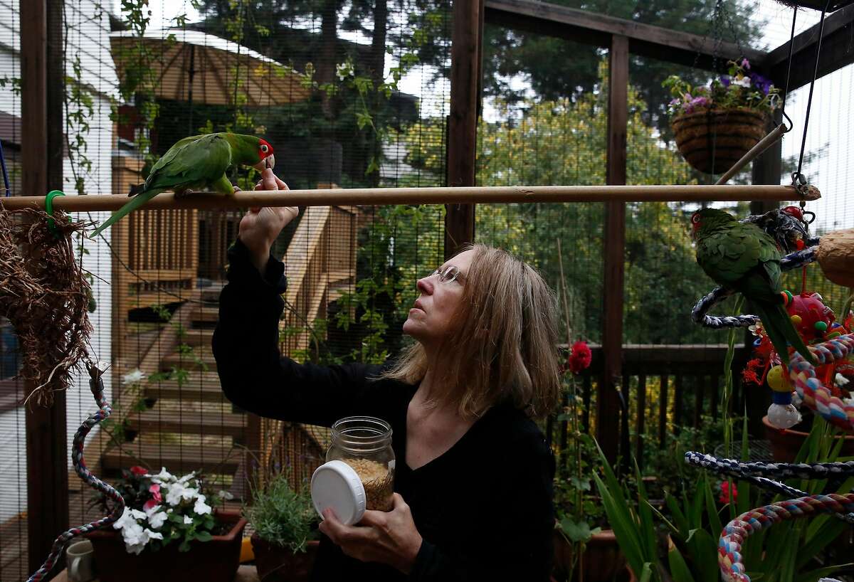 2017年8月9日，在加利福尼亚州旧金山，克洛伊·雷登在她家中的鸟舍里给她的寄养鸟斯宾塞吃了一顿，她的私人鸟汉考克在右边看着。雷登是Mickaboo的志愿者，多年来一直在旧金山鹦鹉群中培养樱桃头、戴手套的conure杂交鹦鹉。