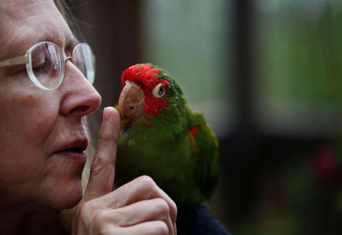 Chloe Redon and her personal bird Hancock share a moment in the aviary in Redon's home August 9, 2017 in San Francisco, Calif. Redon is a volunteer for Mickaboo and has been fostering cherry-headed, mitred conure hybrids from the San Francisco parrot flock for years.