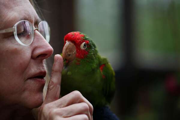 Adopt Me Parrot Names