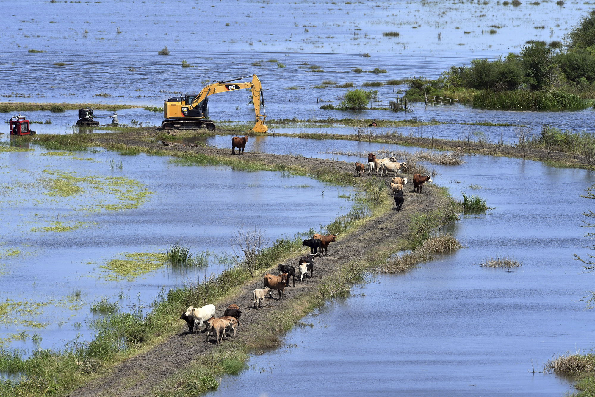 Texas ranchers may have lost millions worth of cattle in storm