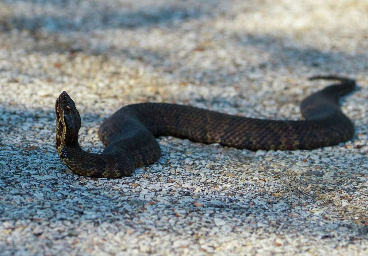 Lake Somerville State Park Staff Captures Close-ups Of Cottonmouth 