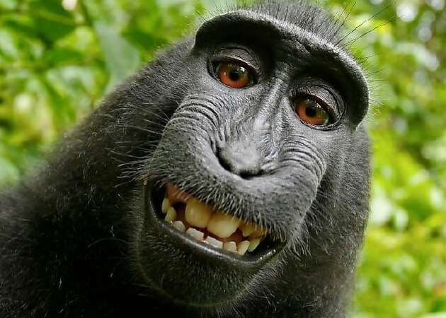 Monkey in selfie case has no right to sue for copyright infringement, court says