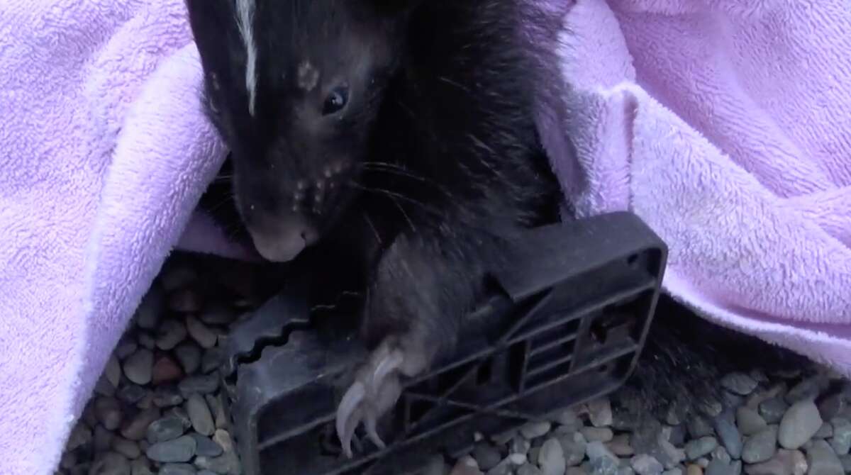 New rat traps may be causing rise in skunk injuries around Bay Area