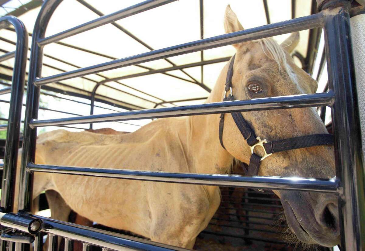 Houston SPCA volunteers transport the most critical horses in need of veterinary care from the Calico Dairy in Montgomery County.