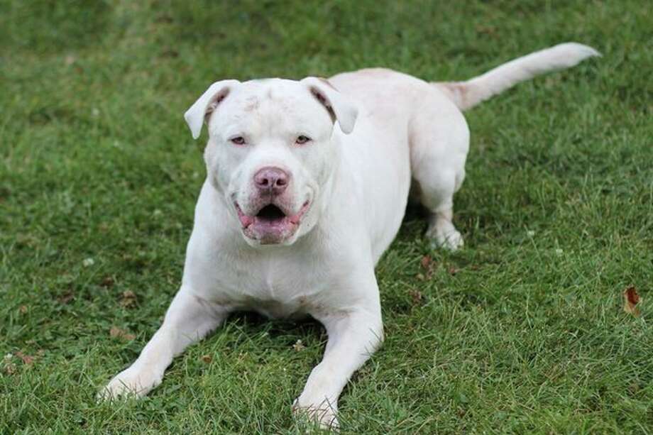 midland spca dogs for adoption