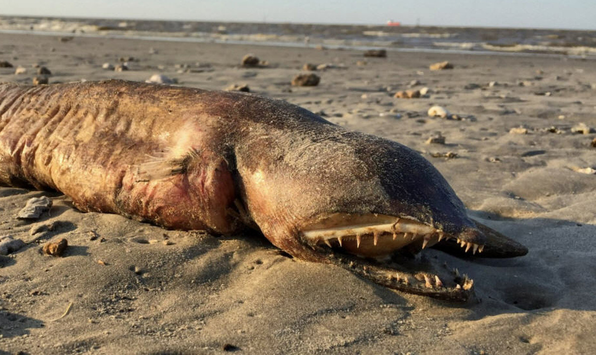 Texas CityAll of Twitter tried to figure out what kind of mysterious beast washed up on the Texas City shore in September, after Hurricane Harvey. Scientists later identified it as a tusky eel. Source: Twitter