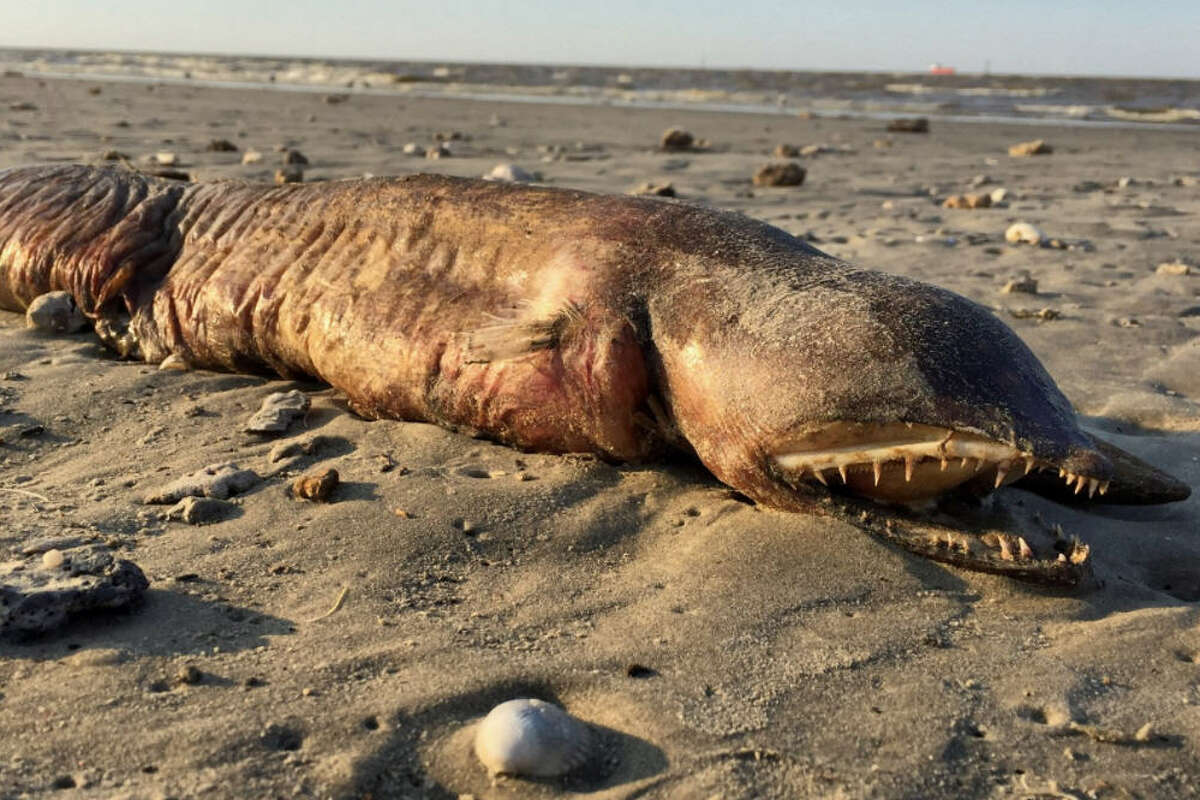 Mysterious Creature Washes As On Texas City Beach Twitter 1of 26a Mysterious Creature Washed Up S In Texas City After Hurricane Harvey And It Has The Twitterverse Wondering What Is
