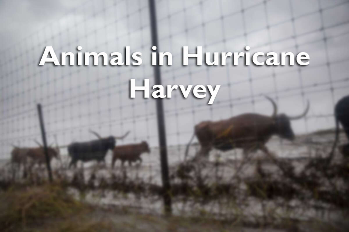 Swipe through to see photos of other animals saved during Hurricane Harvey.
