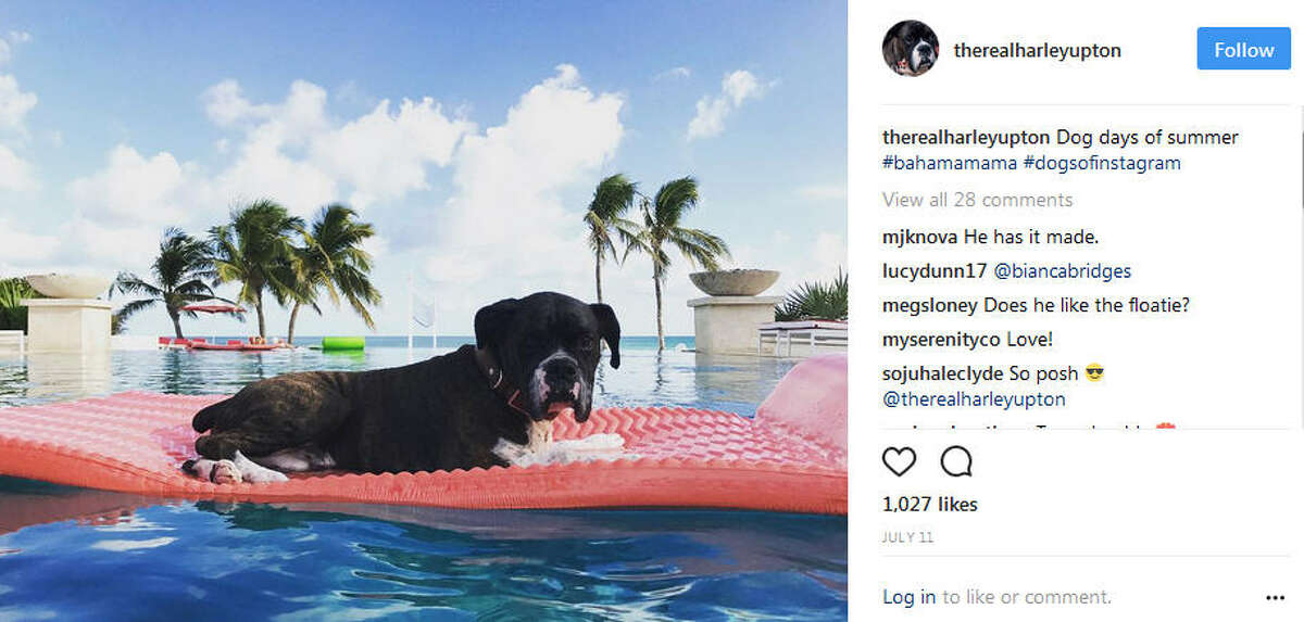 Kate Upton once praised Justin Verlander's bond with her dog Harley