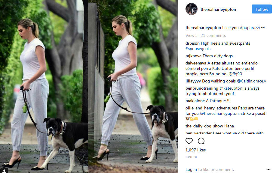 Mfah Instagram Supermodel Kate Upton S Dog Harley Has An Instagram Account New Haven Register