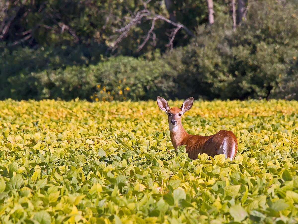   This young white-tail deer stopped to watch passing traffic on a country road near Owendale recently.