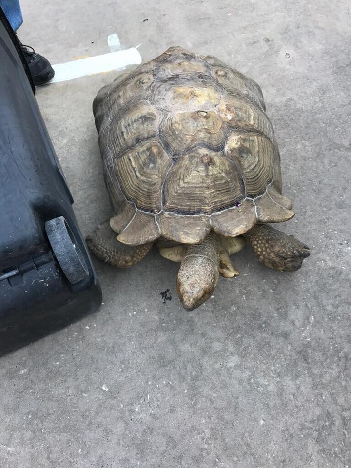 Wandering tortoise rescued in east Montgomery County