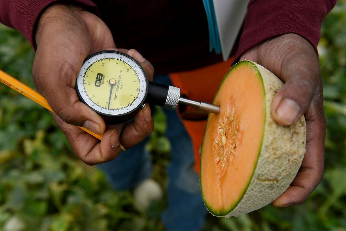 Researcher Juan Marroquin uses a fruit pressure tester on a Harper melon in the demonstration garden of seed producer HM Clause in Davis.