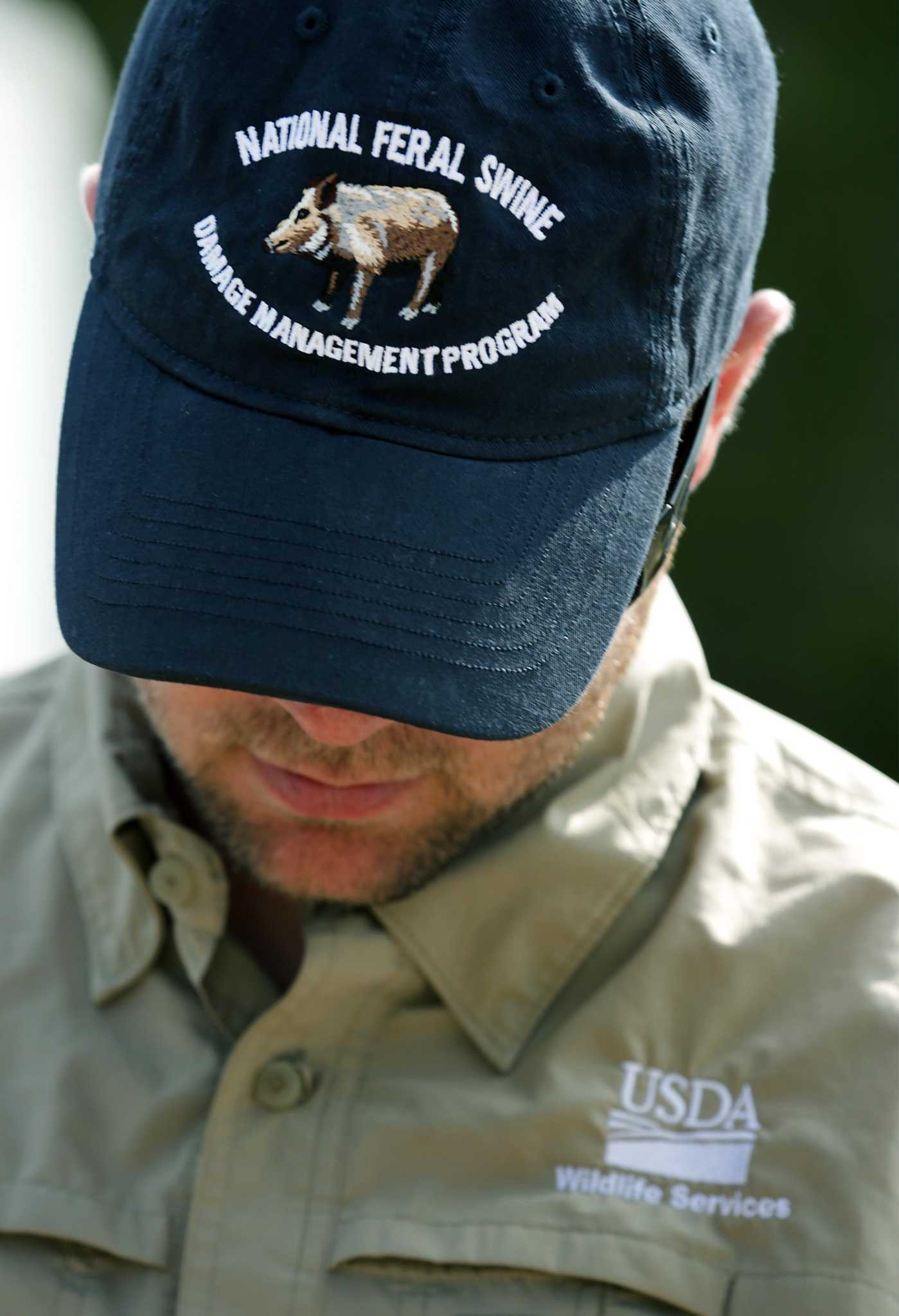 Feral Hog Trial At Camp Bullis A Practice Run For Pig Poison