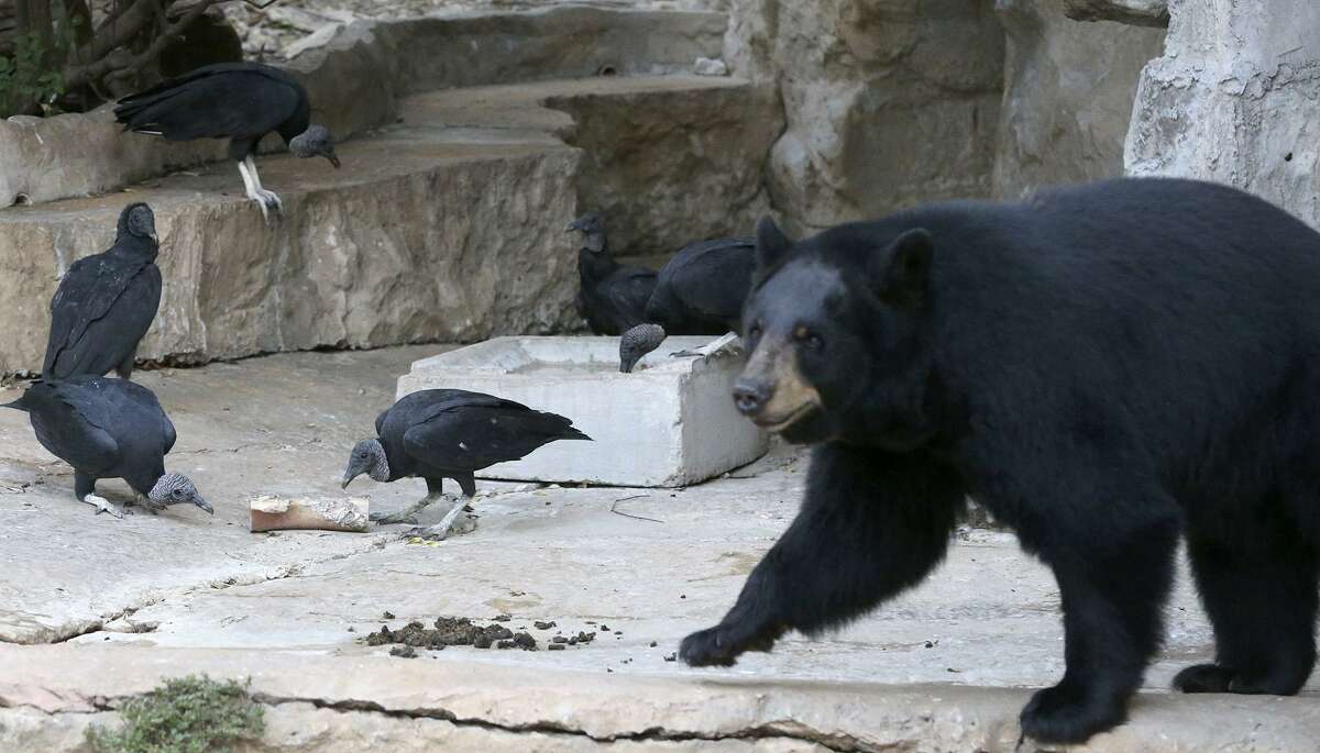Vultures (left) at the San Antonio Zoo pick on a bone Friday September 15, 2017 as an American brown bear roams nearby. Flocks of vultures have arrived in open exhibits at the zoo and despite concerns from guests, zoo staff said their animals aren't in danger and hope to use the birds as an opportunity to educate their guests.