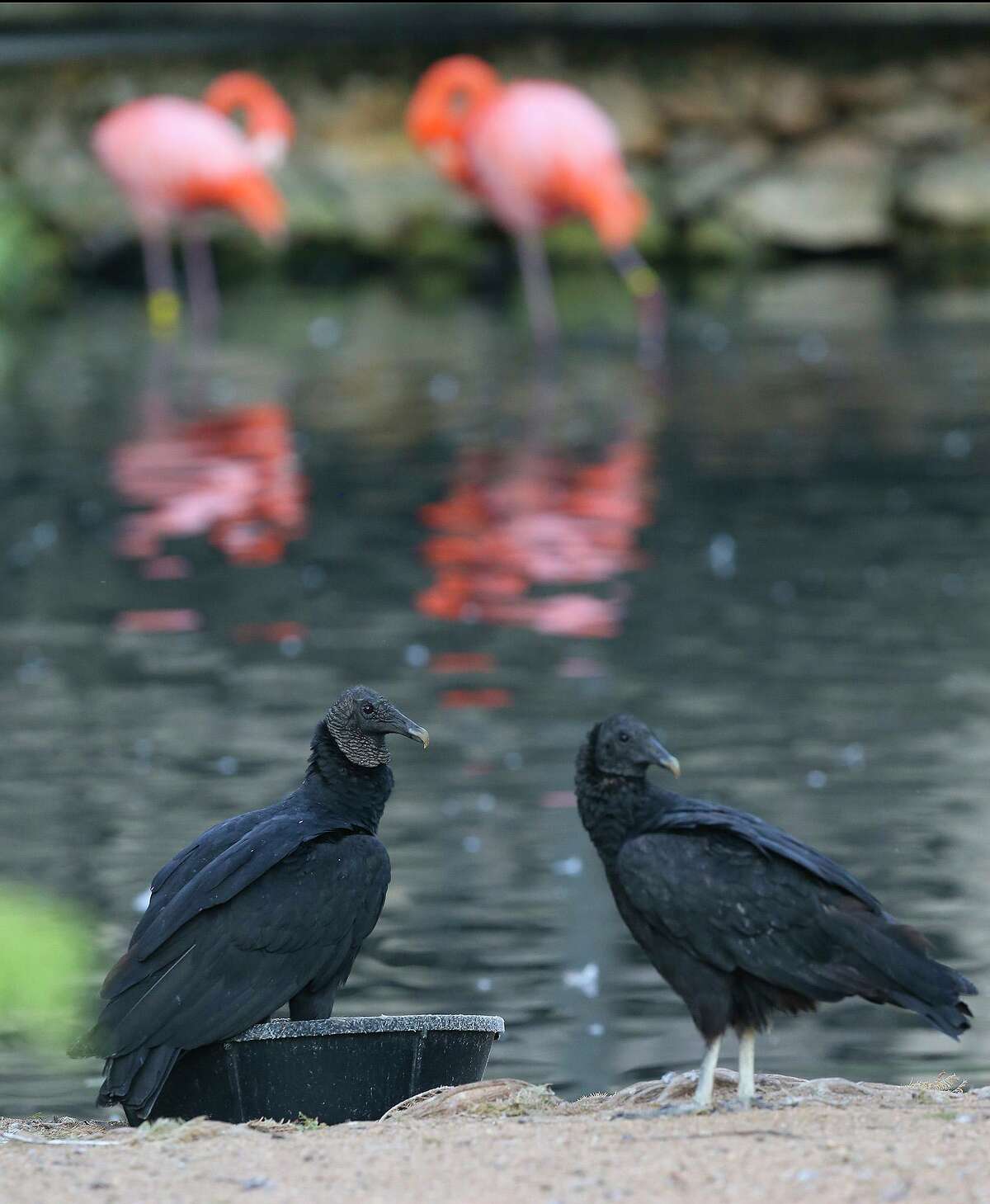 Black vultures at the San Antonio Zoo sit by water. In the background are two pink flamingos.