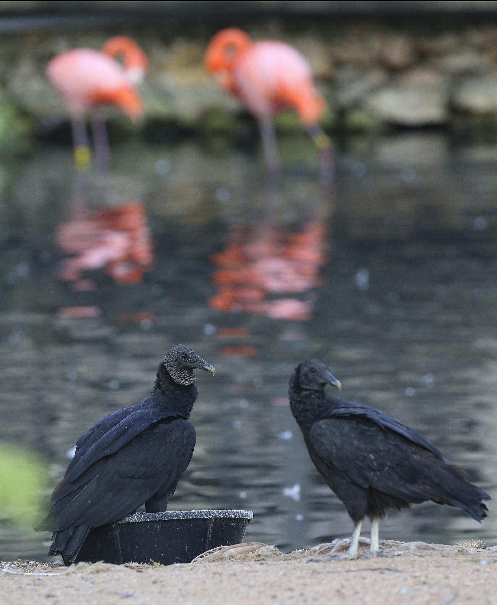 Uninvited vultures coexist with animals at San Antonio Zoo