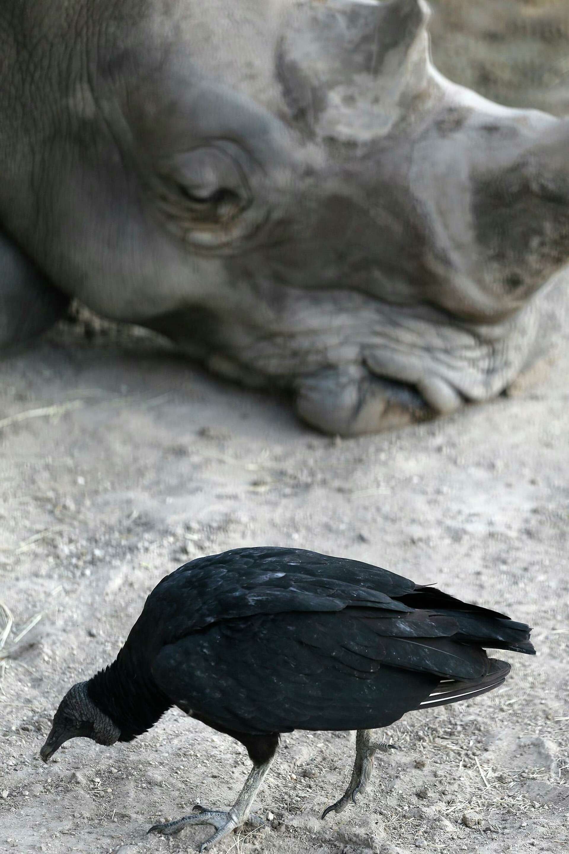 Uninvited vultures coexist with animals at San Antonio Zoo