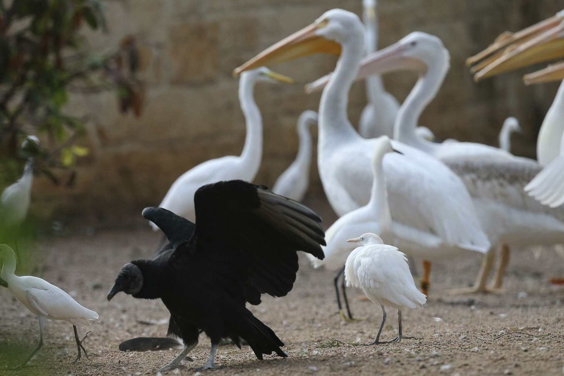 Uninvited vultures coexist with animals at San Antonio Zoo