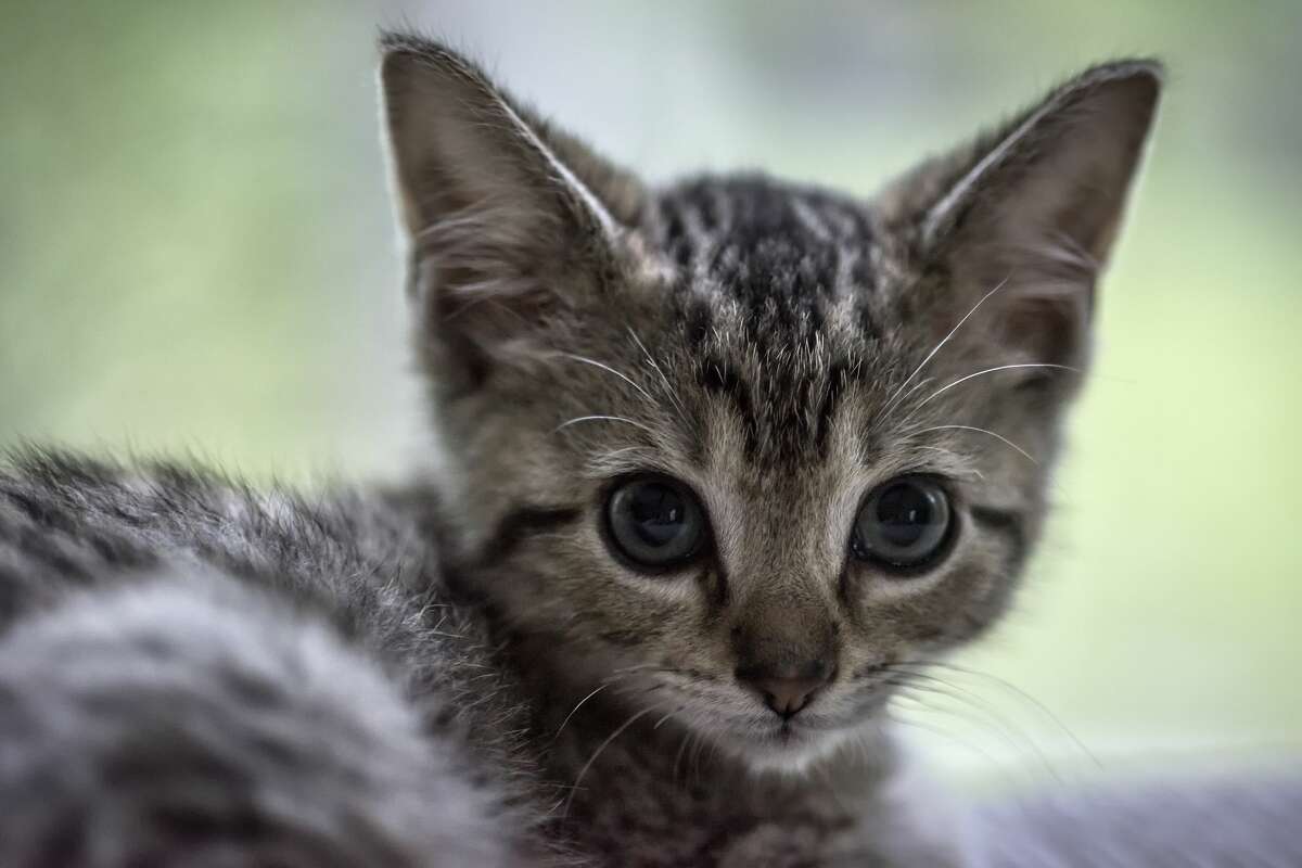 FILE PHOTO: Tabby kitten portrait. (Photo by John Greim/LightRocket via Getty Images)