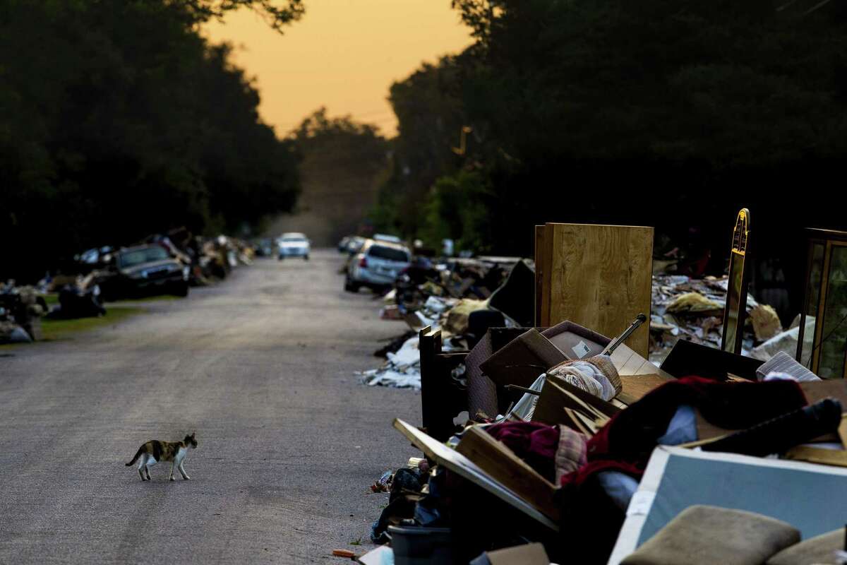 A cat walks past piles of flood debris put out on East Emily Avenue after Hurricane Harvey Tuesday, Sept. 12, 2017 in Wharton. ( Michael Ciaglo / Houston Chronicle)