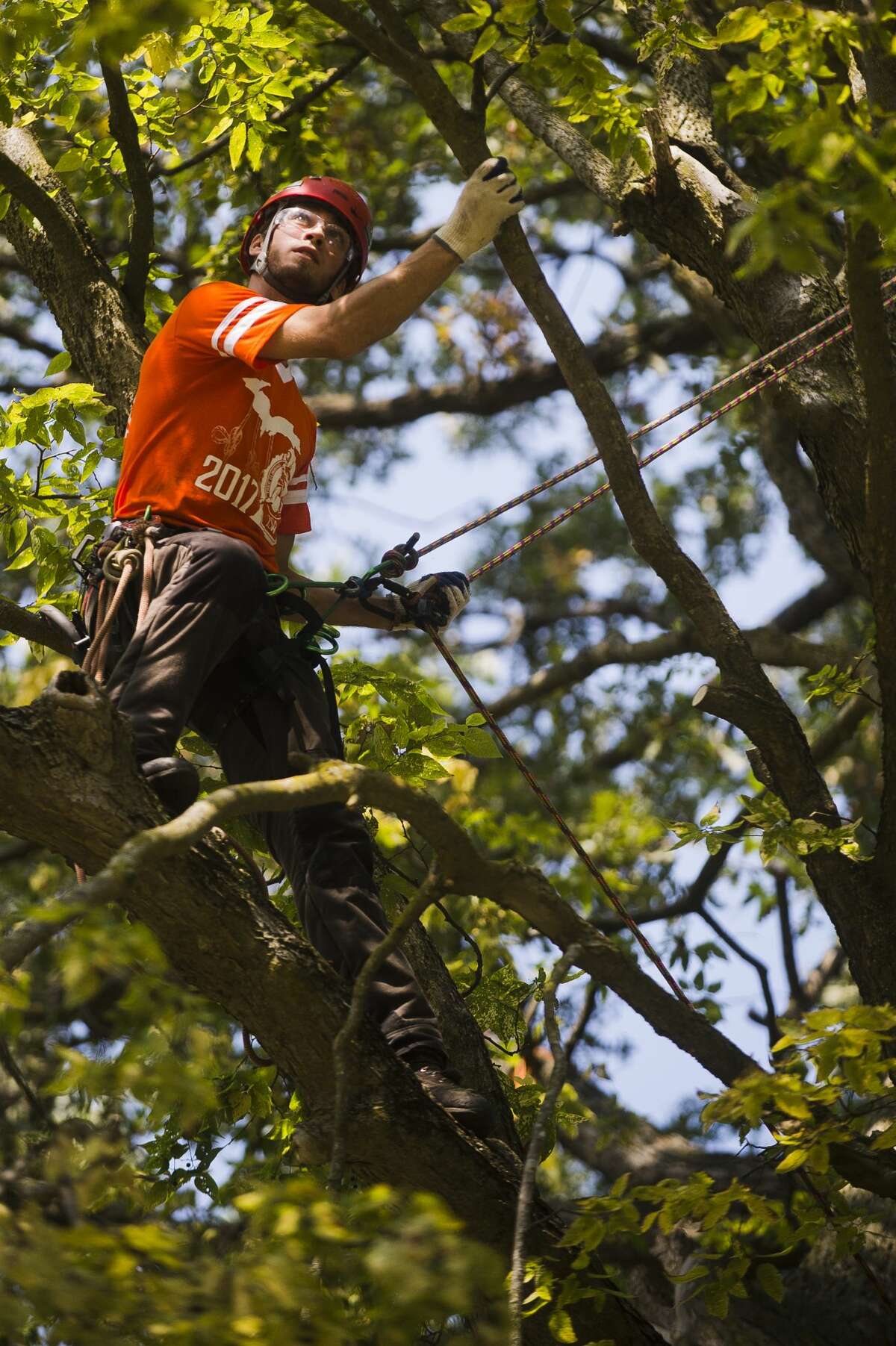 Michigan Tree Climbing Championship held at Emerson Park