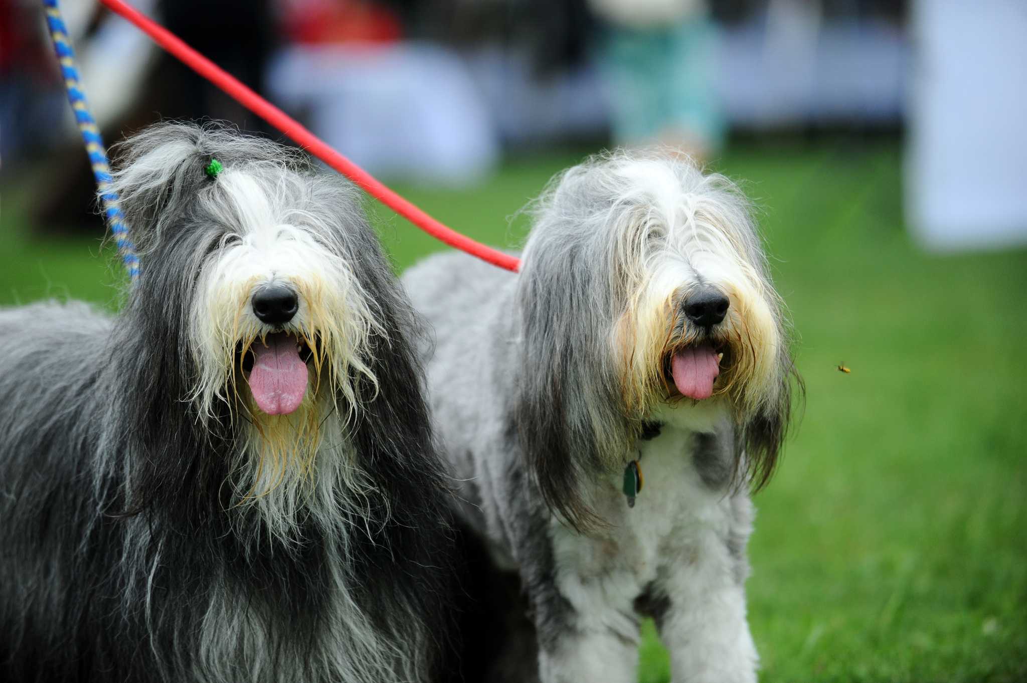 National Pet Week: Who are Connecticut's pets?