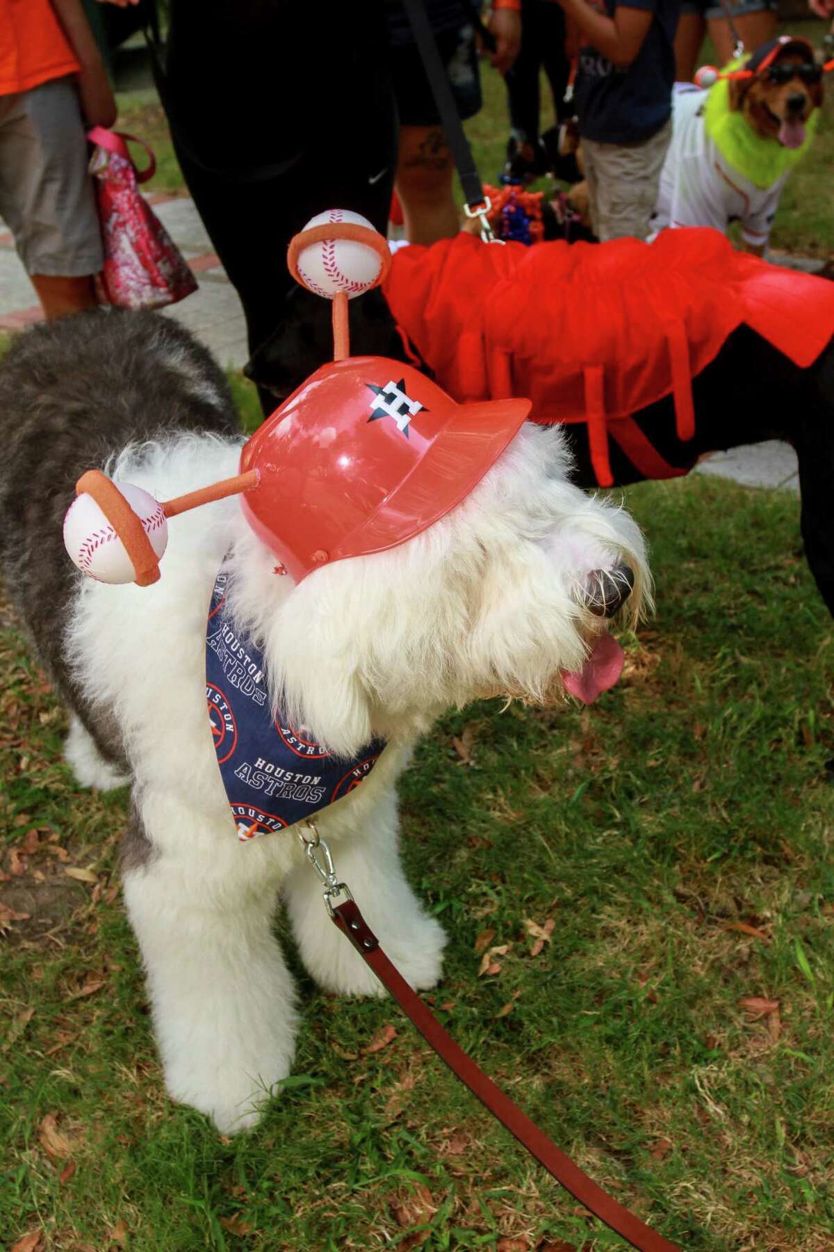 Astros' Dog Day brings all the good doggos to Minute Maid Park