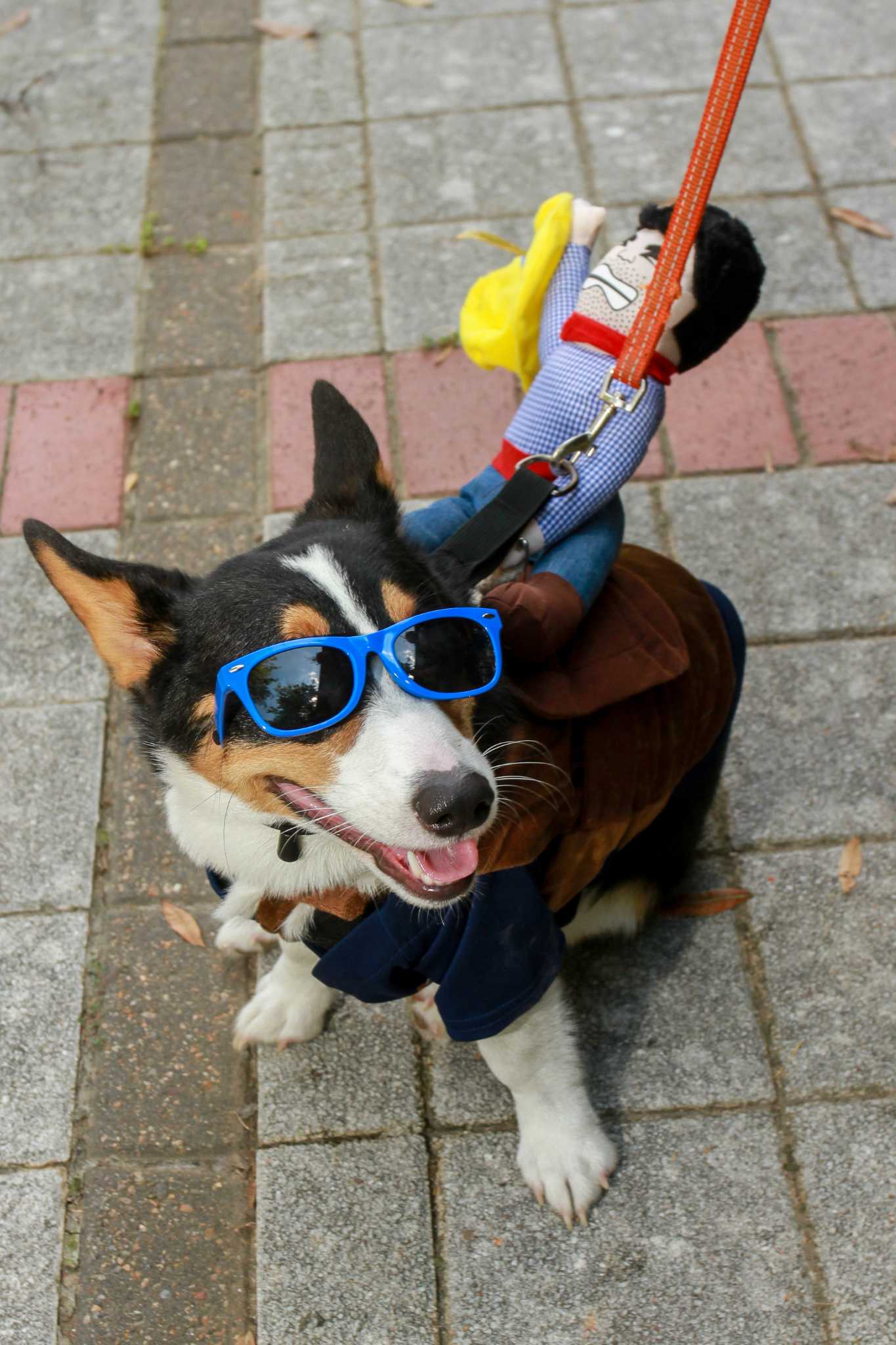 Astros Dog Day Brings Happy Dogs and a Win For the 'Stros