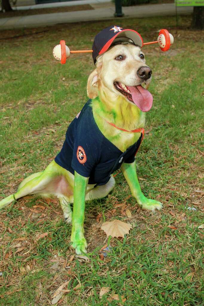 astros dog jersey