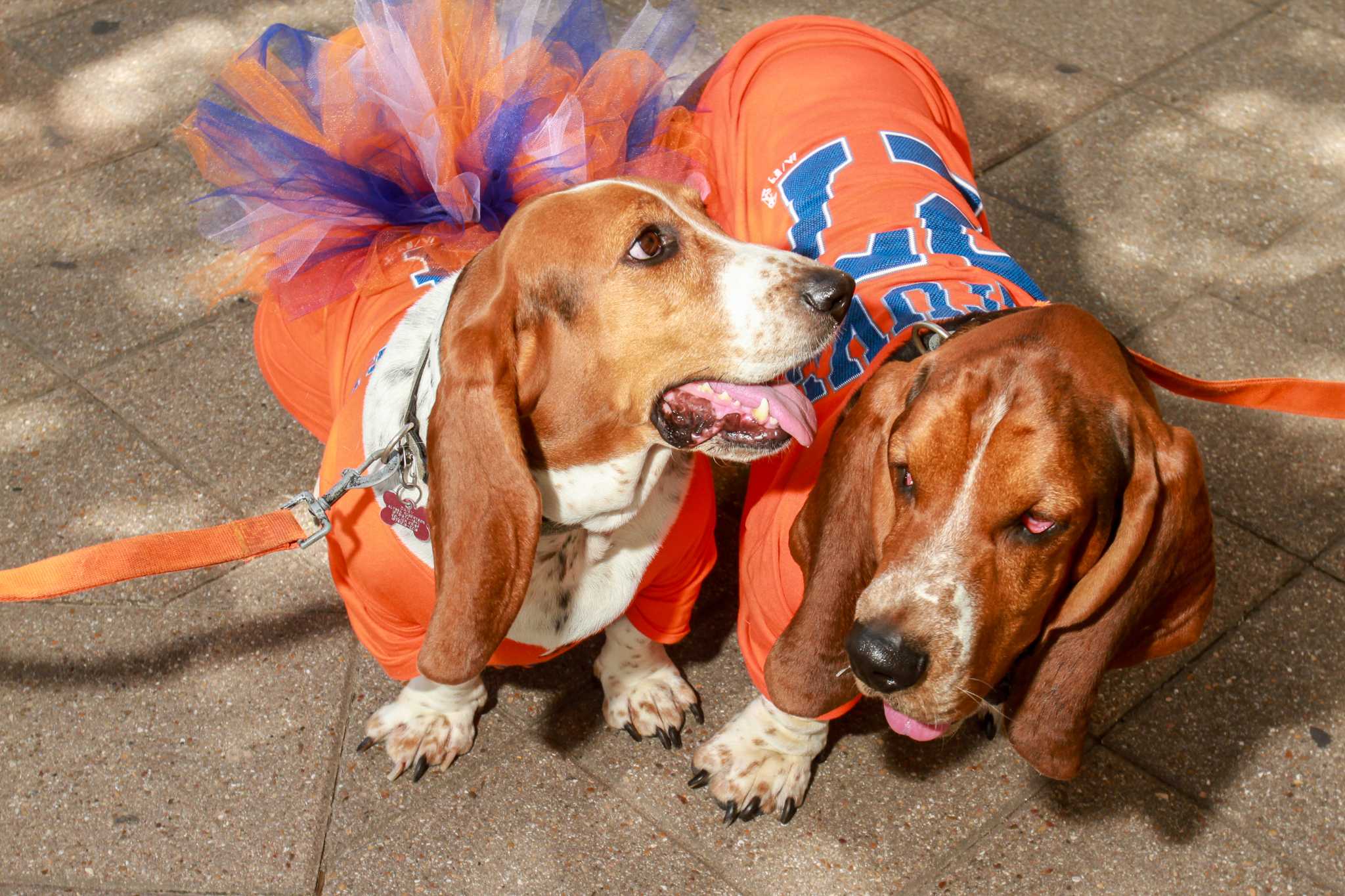 Astros' Dog Day brings all the good doggos to Minute Maid Park