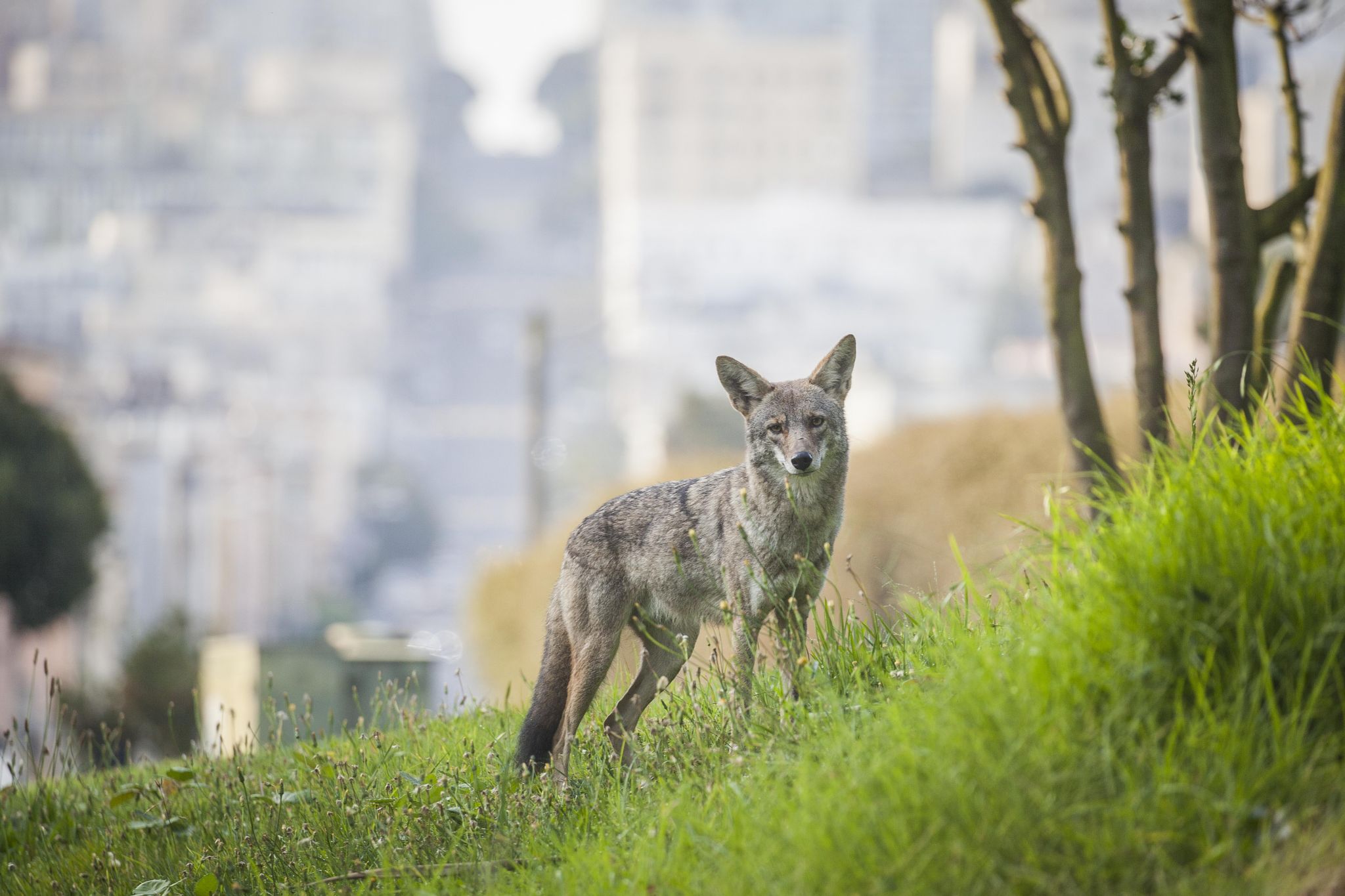 Coyotes are being spotted from San Francisco to Silicon Valley. Are there actually ...