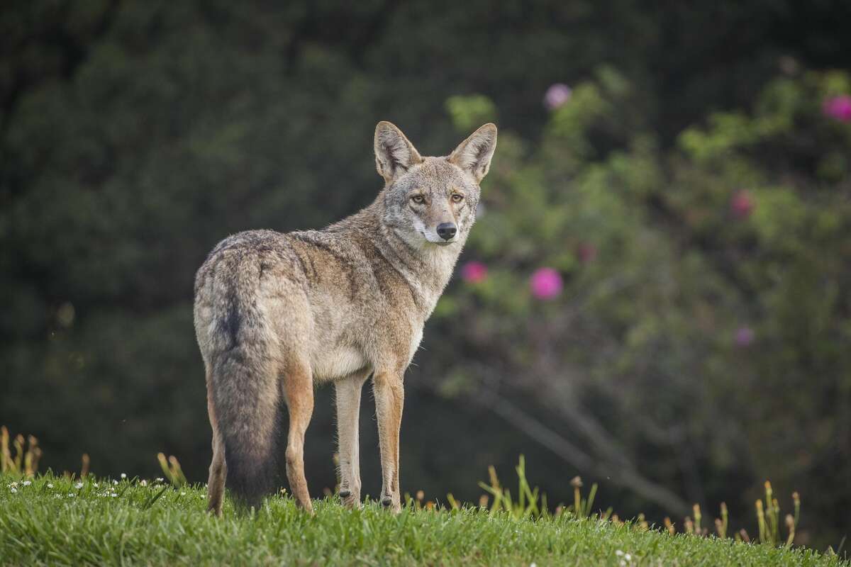 creepy coyote sounds