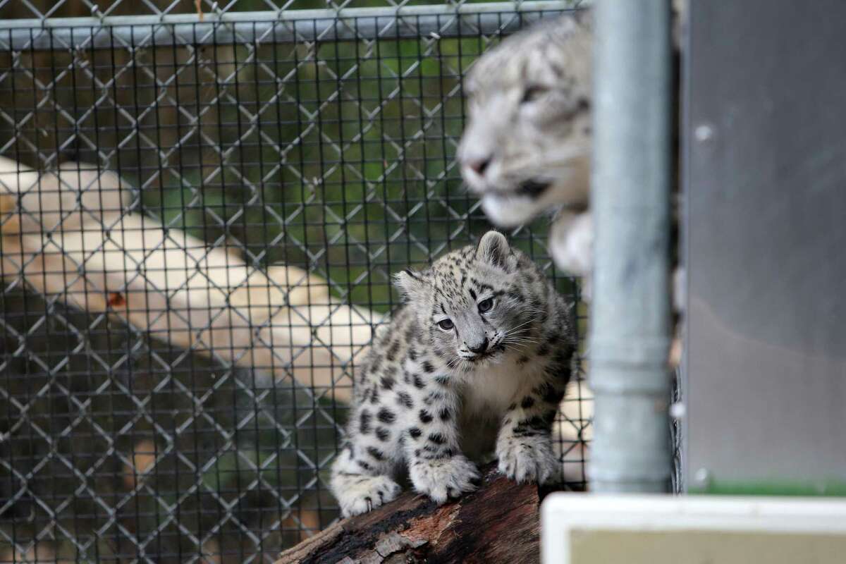 PHOTOS Zoo's baby snow leopard makes public debut