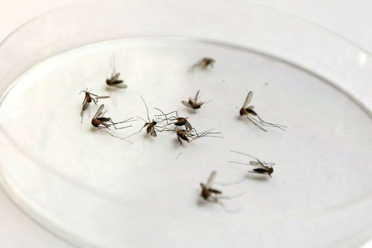 Mosquito In Bexar Tests Positive For West Nile Virus