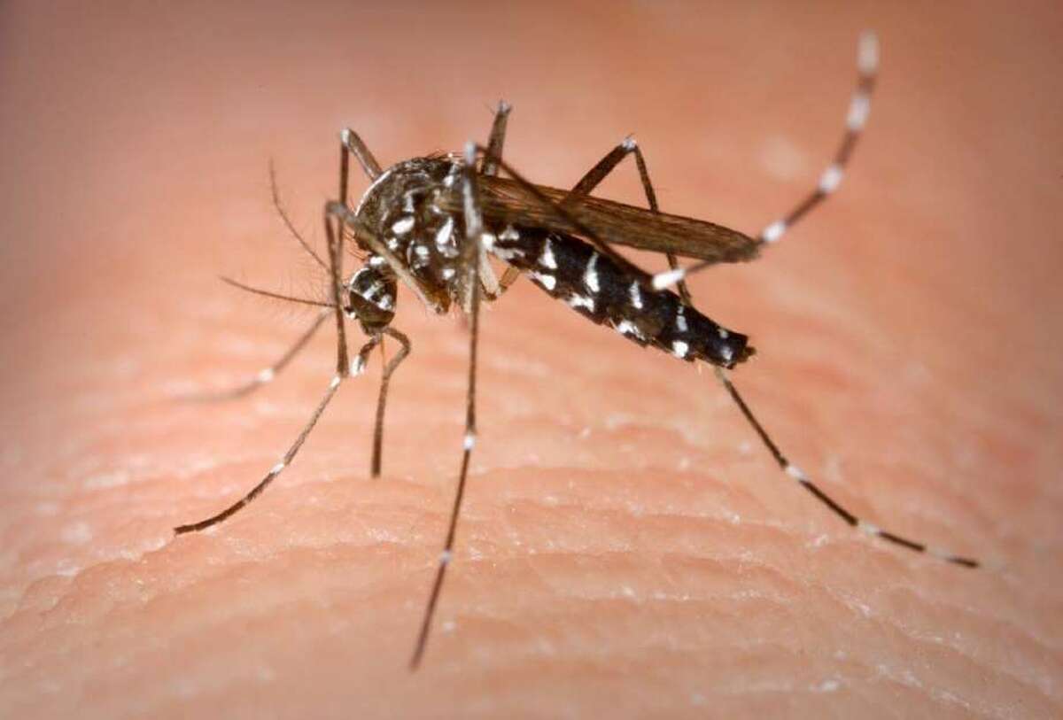 Local mosquito control agencies and the U.S. Department of Defense are spraying for the pests.