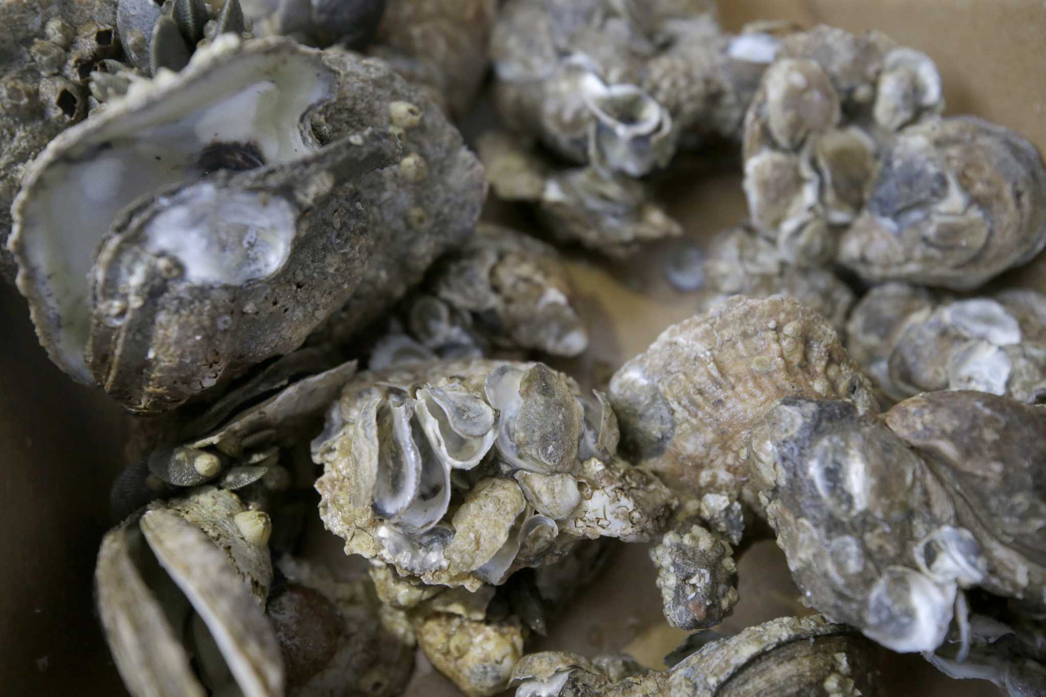 Harvey decimated Galveston Bay's oyster population