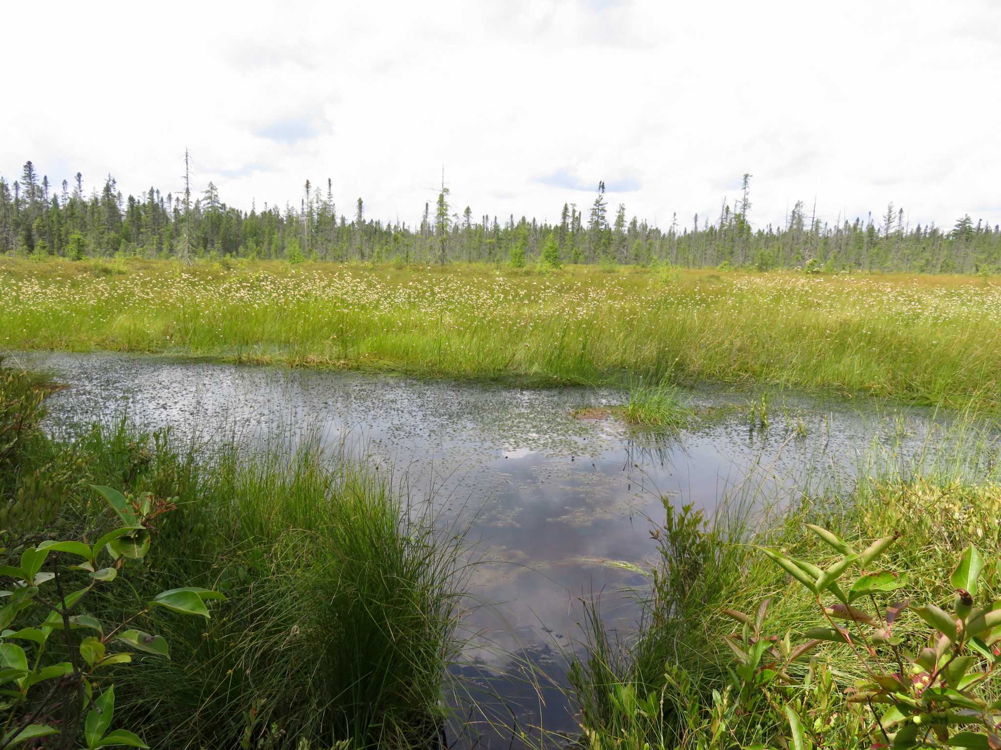New York's bogs offer varied walking adventures