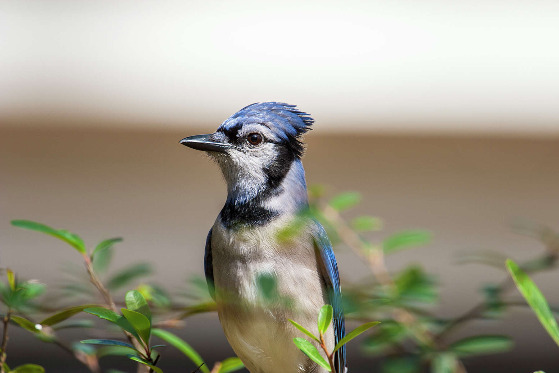 Why Blue Jays Are Such Noisy Birds