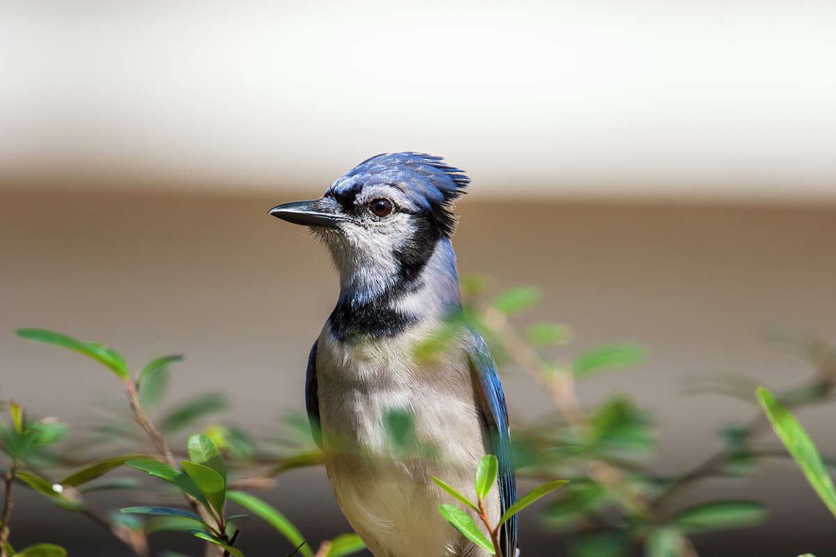 10 Fun Facts About Blue Jays  Noisy, Beautiful, Interesting 