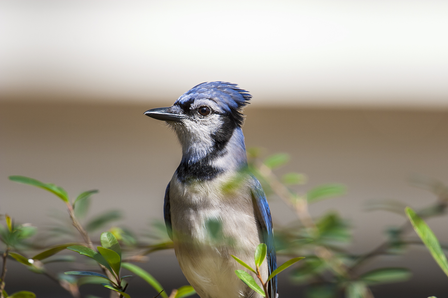 Blue Jay Imitating Red Shouldered Hawk Call 